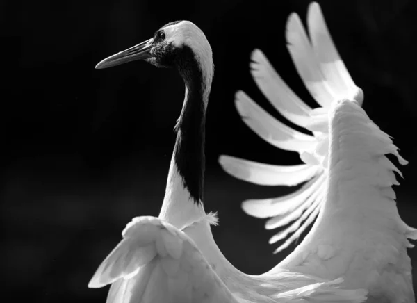 Kırmızı Taçlı Bir Vincin Portresi — Stok fotoğraf