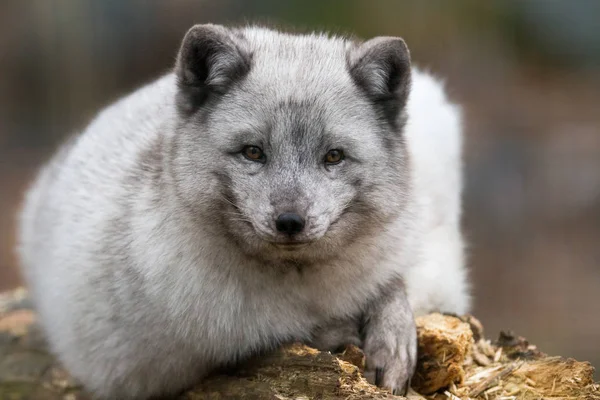 Raposa Polar Floresta — Fotografia de Stock