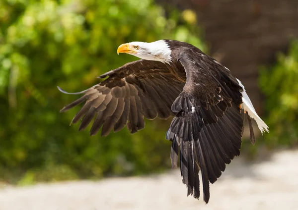 Weißkopfseeadler Fliegt Wald — Stockfoto