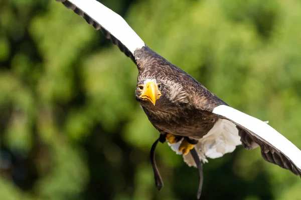 Seeadler Fliegt Wald — Stockfoto