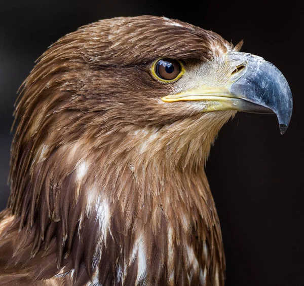 Ormanda beyaz kuyruklu kartal portresi