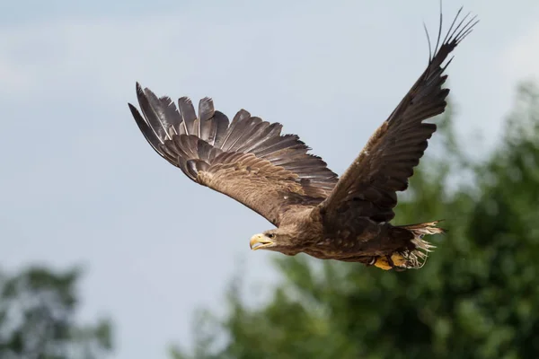 White tailed flying eagle in the forest