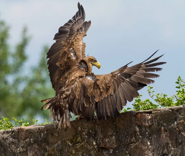 Wwhite Tailed Flying Eagle Forest — Stock Photo, Image