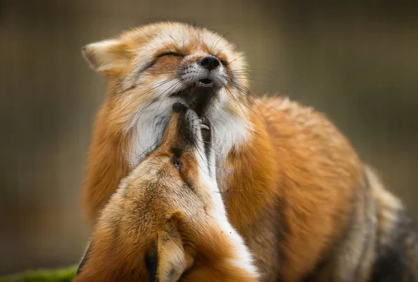 Deux Renards Roux Jouant Dans Forêt — Photo