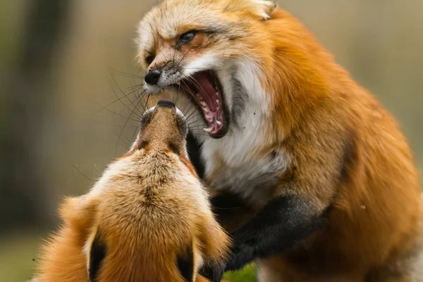 Deux Renards Roux Jouant Dans Forêt — Photo