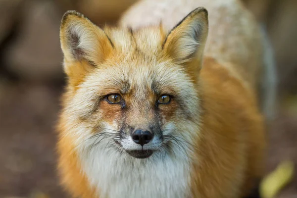 Portrait Renard Roux Dans Forêt — Photo