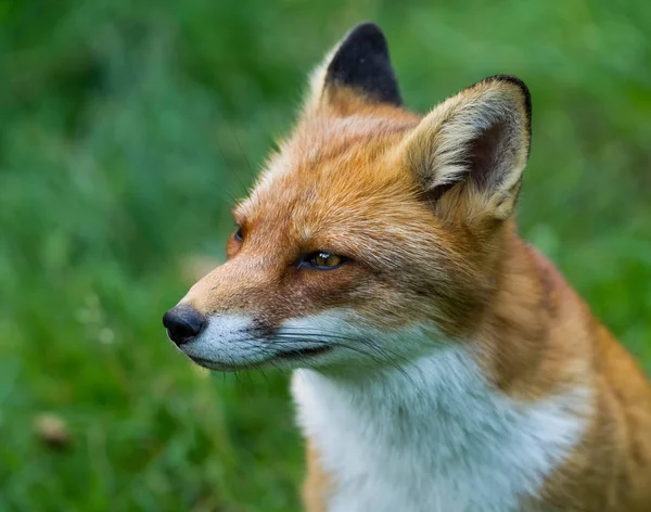 Ortrait Eines Rotfuchses Wald — Stockfoto