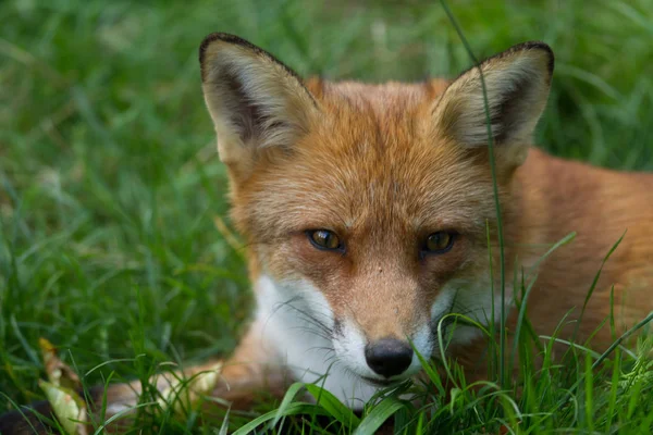 森の中の赤狐の姿 — ストック写真