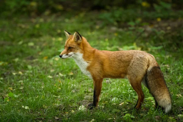 Red Fox Forest — Stock Photo, Image