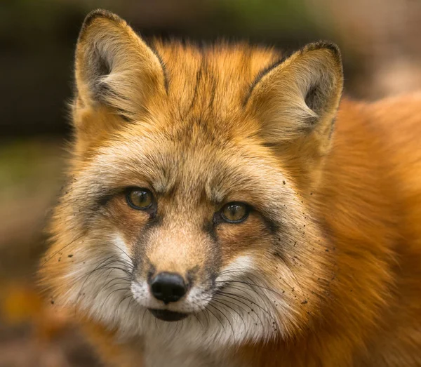 Портрет Червоної Лисиці Лісі — стокове фото
