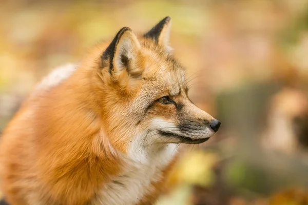 森林里红狐的画像 — 图库照片