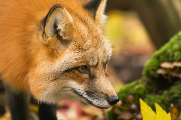 Portrait Renard Roux Dans Forêt — Photo