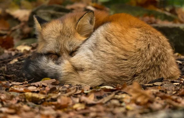 森の中で眠っている赤いキツネ — ストック写真