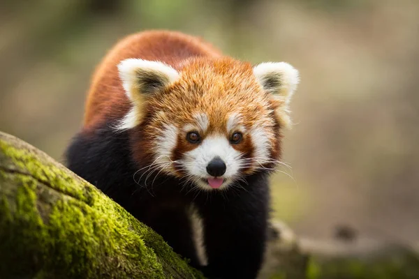 森の中の木の赤いパンダ — ストック写真
