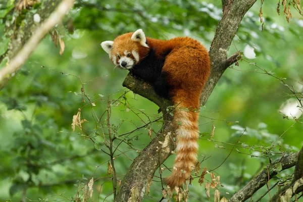 Красная Панда Дереве Лесу — стоковое фото