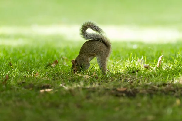 Grauhörnchen Sommer Einem Baum — Stockfoto