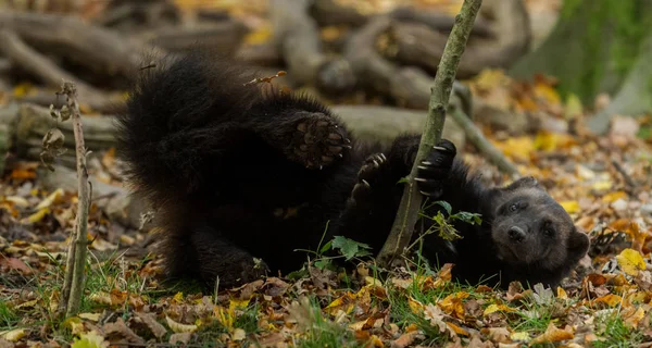 Wolverine Floresta — Fotografia de Stock