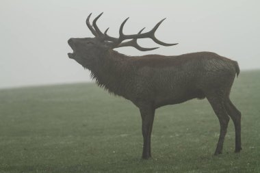 Tekdüzelik sırasında ormanda kızıl geyik