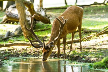 Fransa 'da Rut döneminde ormanda kızıl geyik