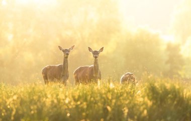 Gün batımında ormanda Doe