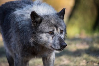 Ormandaki siyah kurt portresi.