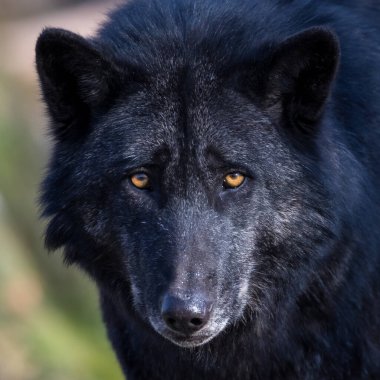 Ormandaki siyah kurt portresi.