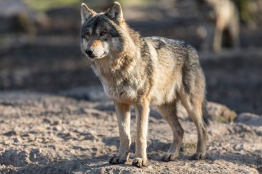 Kış boyunca ormandaki gri kurt