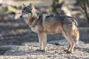 Kış boyunca ormandaki gri kurt
