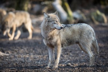 Kış boyunca ormandaki gri kurt
