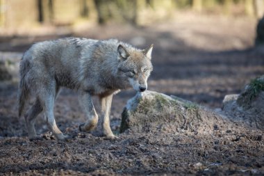 Kış boyunca ormandaki gri kurt