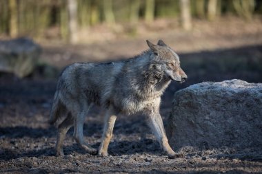 Kış boyunca ormandaki gri kurt