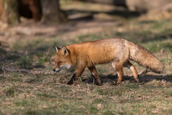 Κόκκινη Αλεπού Στο Δάσος Πολύ Κοντά — Φωτογραφία Αρχείου