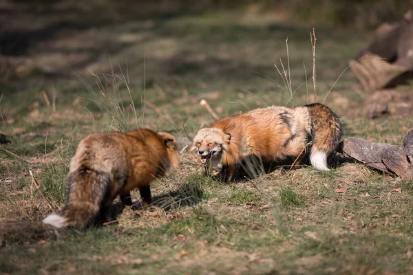 红狐在森林里打斗得很近 — 图库照片