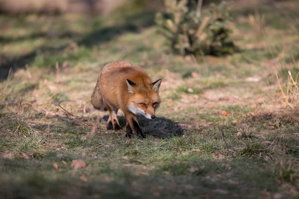 Κόκκινη Αλεπού Στο Δάσος Πολύ Κοντά — Φωτογραφία Αρχείου