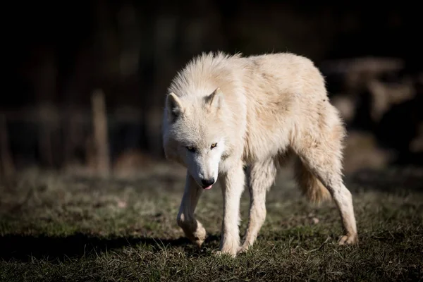 White wolf in the forest very close