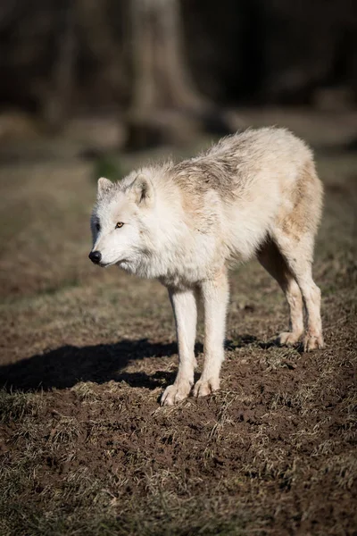 Белый Волк Лесу Близко — стоковое фото
