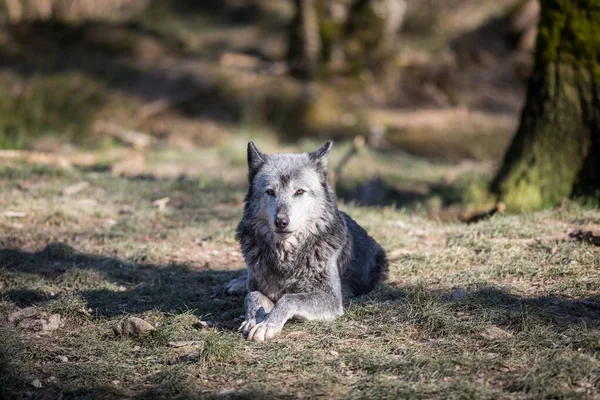 Black Wolf Forest Very Close — Stock Photo, Image