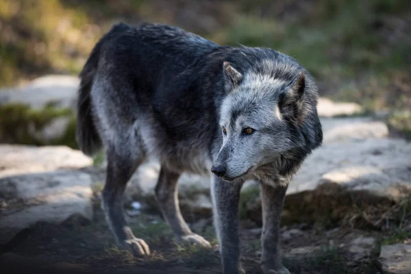 Schwarzer Wolf Wald — Stockfoto