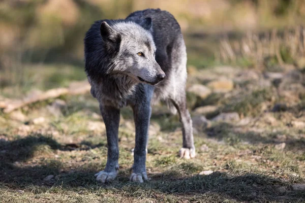 Lobo Negro Bosque — Foto de Stock