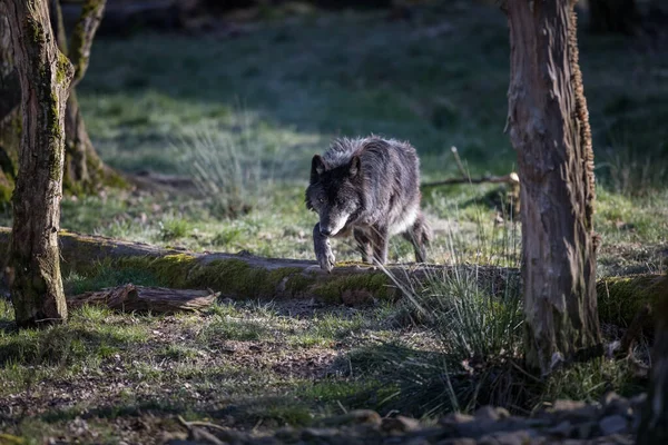 Lobo Negro Bosque — Foto de Stock