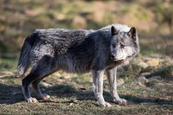 Schwarzer Wolf Wald — Stockfoto
