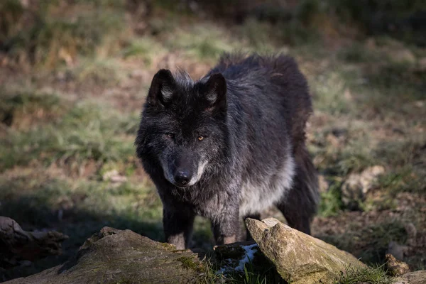 Black Wolf Forest — Stock Photo, Image