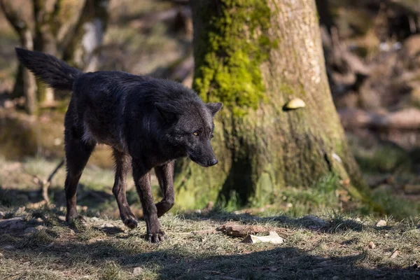 Μαύρος Λύκος Στο Δάσος — Φωτογραφία Αρχείου