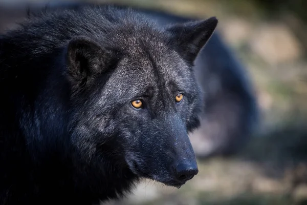 Ormandaki siyah kurt portresi.
