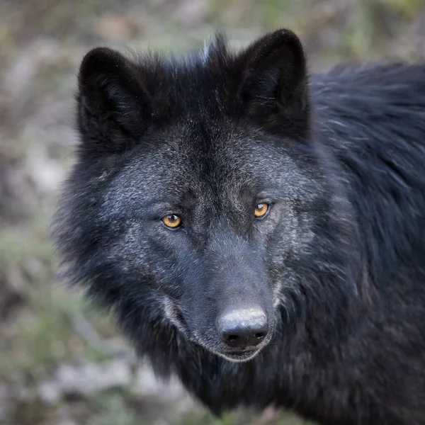 Retrato Lobo Negro Floresta — Fotografia de Stock