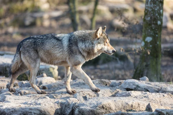 Kış boyunca ormandaki gri kurt