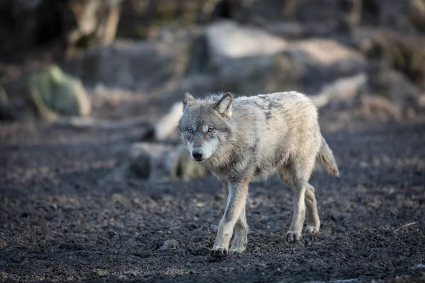 Γκρι Λύκος Στο Δάσος Κατά Διάρκεια Του Χειμώνα — Φωτογραφία Αρχείου