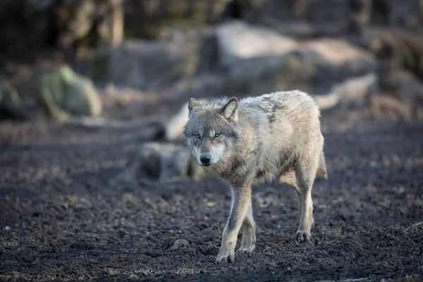 Grijze Wolf Het Bos Tijdens Winter — Stockfoto