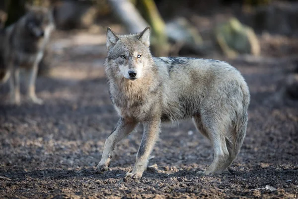 Grijze Wolf Het Bos Tijdens Winter — Stockfoto