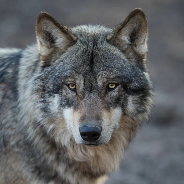 Retrato Lobo Gris Bosque Durante Invierno —  Fotos de Stock